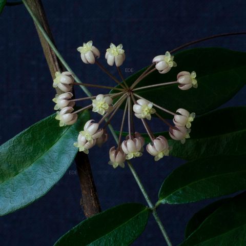 Hoya exilis, etablert stikling