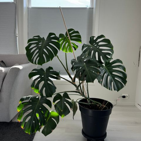 Stor Monstera plante med potte