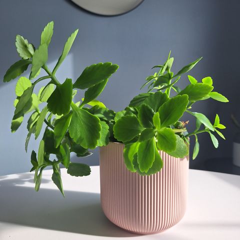 Kalanchoe blossfeldiana (rosa)