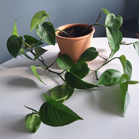 Epipremnum aureum med terrakotta pott (reservert til  11.8.)