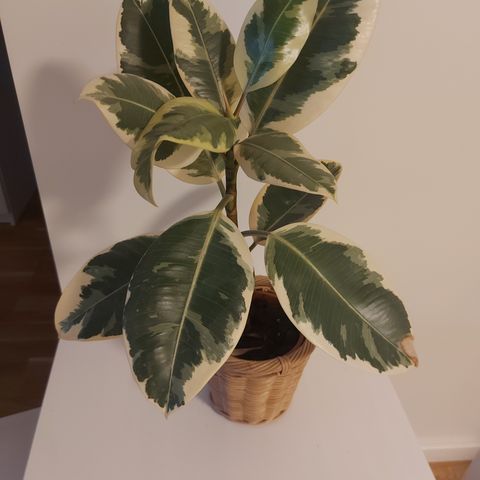 Ficus med blomsterpotte