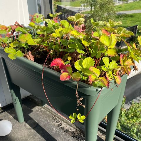 Plantekasse med 6 jordbærplanter