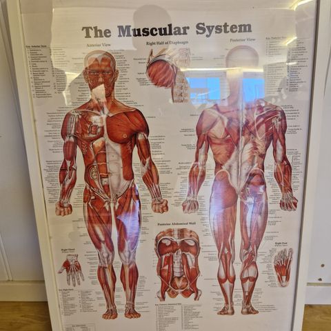 The  Muscular System