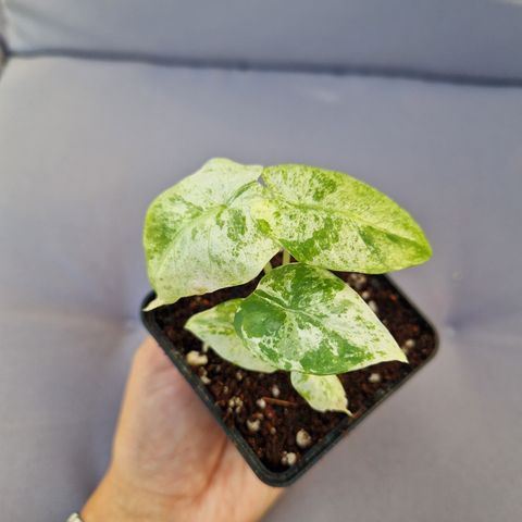 Alocasia macrorrhiza splash variegata, 2 planter i potten