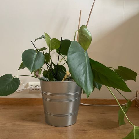 Monstera