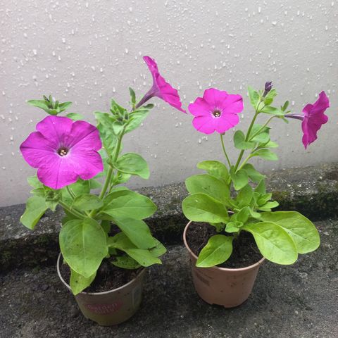 Planter. Petunia.