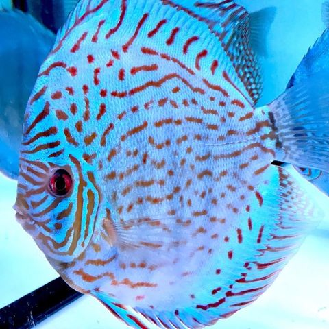 Piwowarski cobalt discus