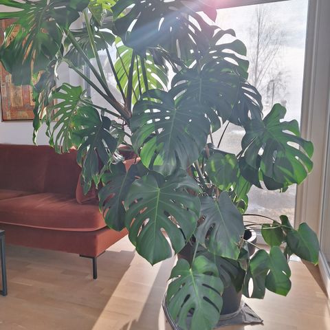 Stor monstera.