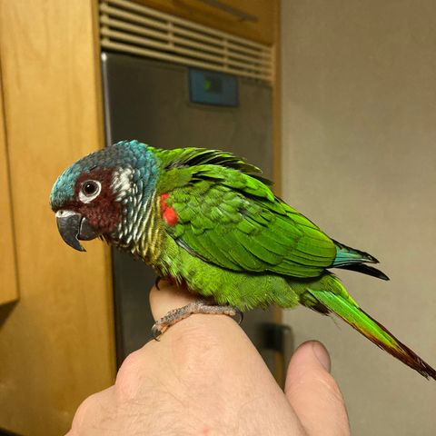 Venezuela Conure par