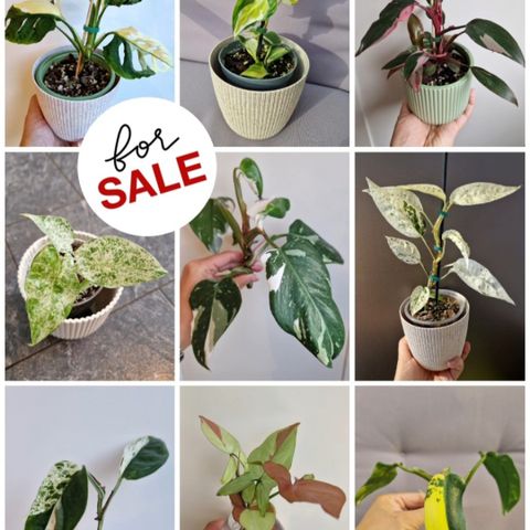 Ulike stiklinger/planter selges.Monstera, Syngonium, Philodendron, Epipremnum mm