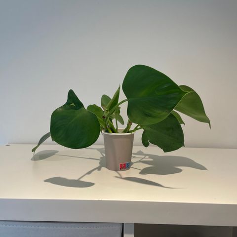 Philodendron microstictum