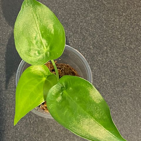 Alocasia cucullata småplanter fra knoll