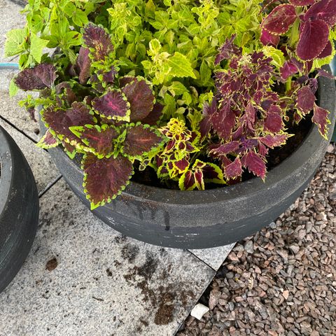 Stor utepotte 55cm i dia med masse coleus