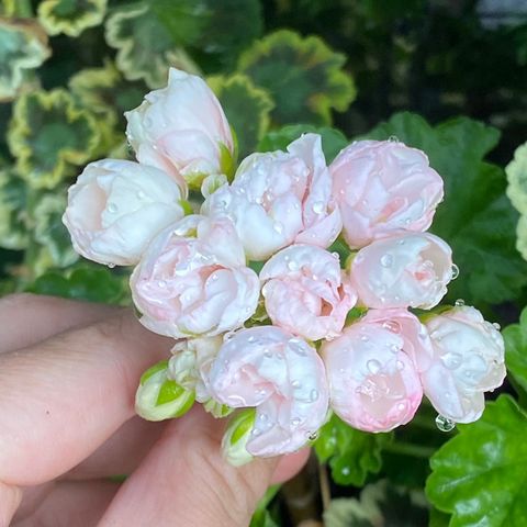 Spesielle pelargonia!