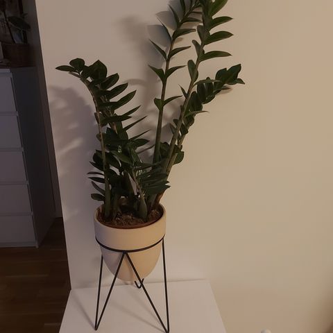 Zamioculcas plante