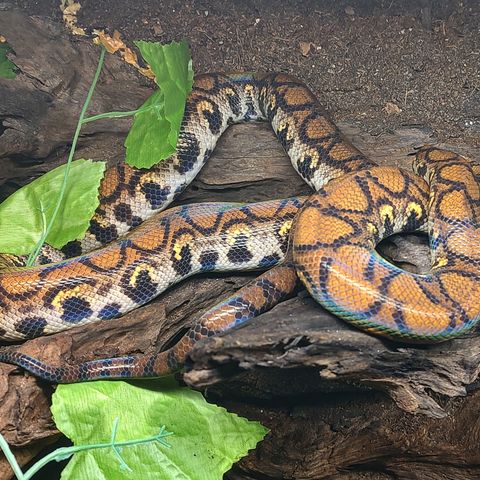 0.1 2017 Brasiliansk regnbueboa med terrarie og utstyr!