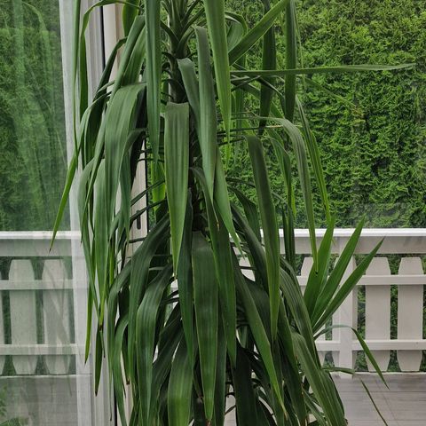 Stor kraftig Yucca-palme selges