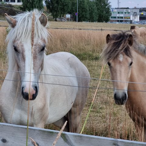 Fengur fra Lian, 4 år