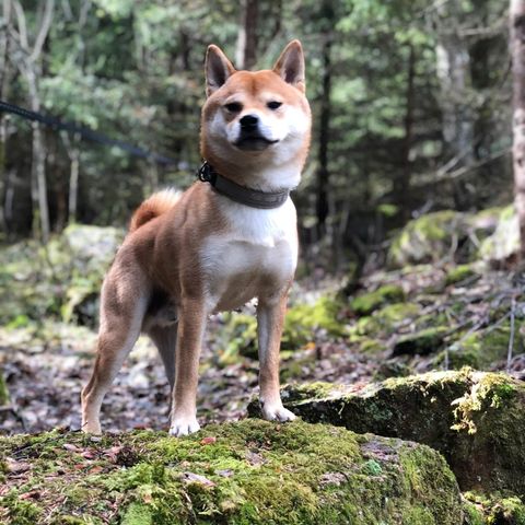 Søker fòrvert til en Shiba hannhund