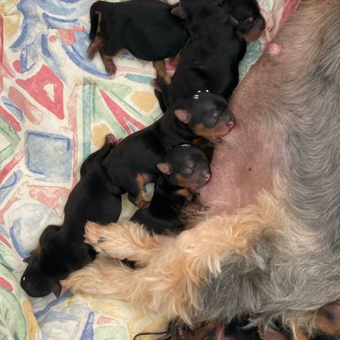 Yorkshire terrier valper 4 tisper og 3 hanner selges( 2 tisper solgt)