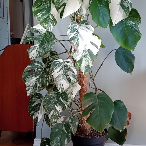 Monstera Variegata