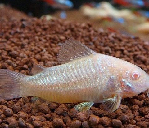 Corydoras Albino