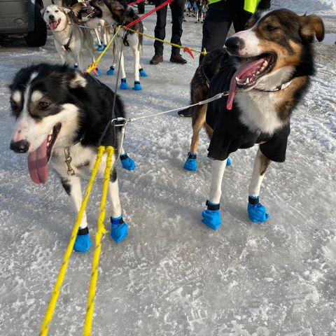 Alaska husky løpshunder selges