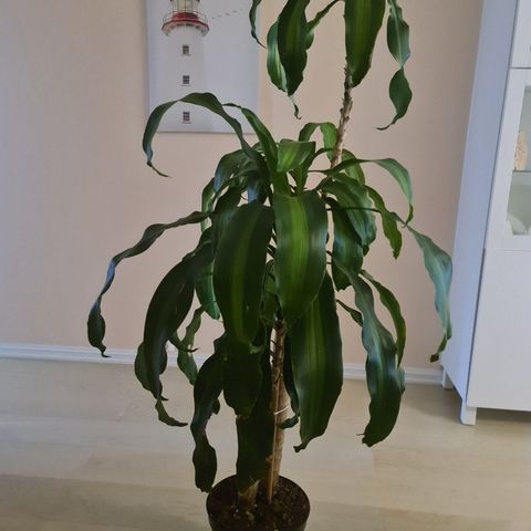 Inneplante Dracaena