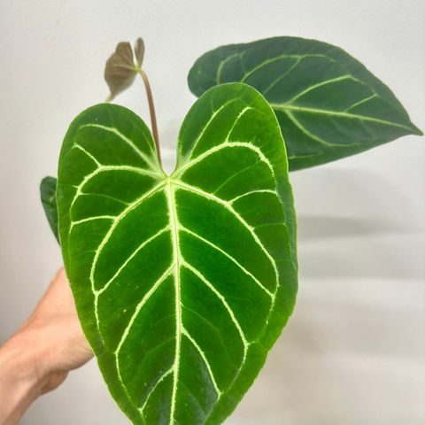 Anthurium regale - fra fantastiske foreldre !