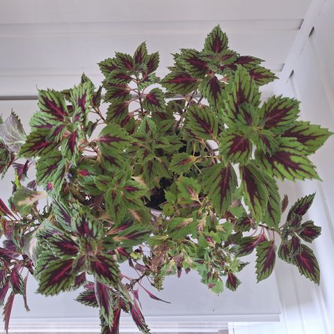 Stor coleus, mixed typer