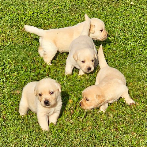 Goldenlabrador  valper