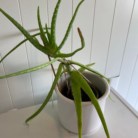 Stor aloe vera plante