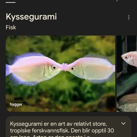 2 hvite kyssegurami