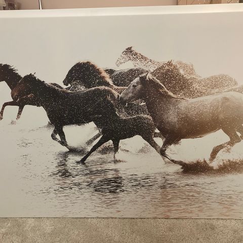 Bilde med hester selges