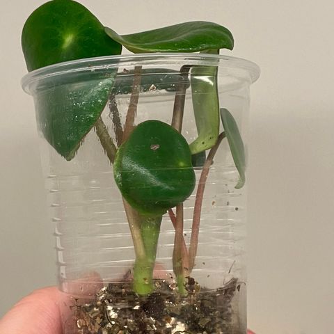 Raindrop peperomia