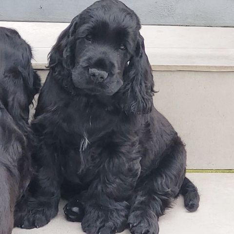 Cocker Spaniel