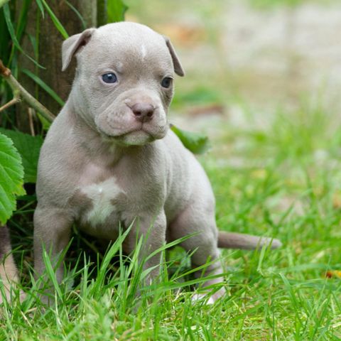 Olde English Bulldog hannvalper