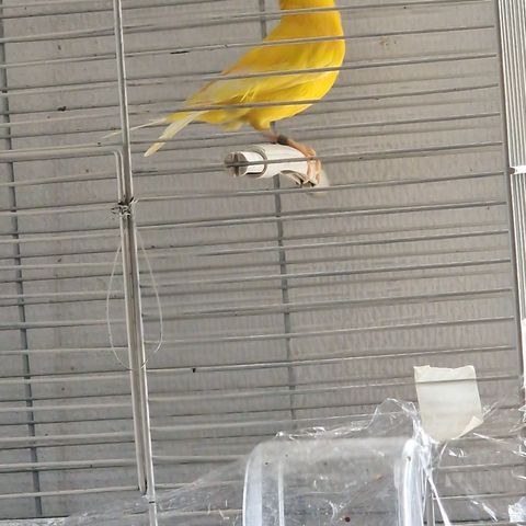 Kanari fugl