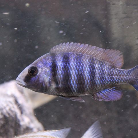 Placidochromis phenochilus "tanzania"