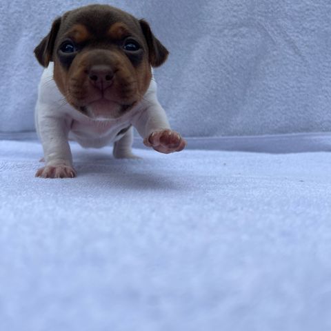 Terrier brasileiro