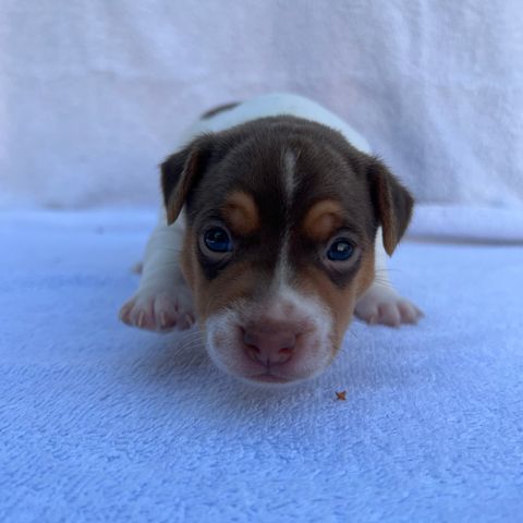 Terrier brasileiro