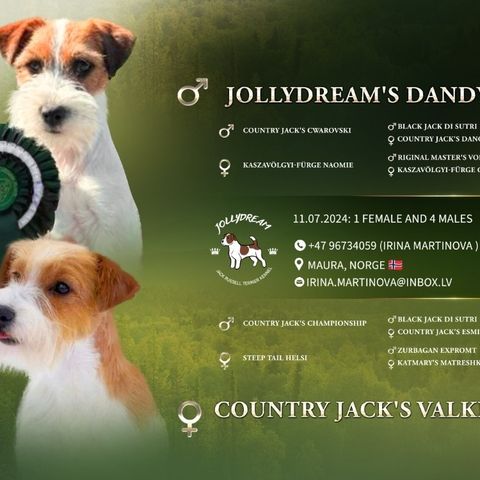 Jack Russell terrier NKK reg. valper