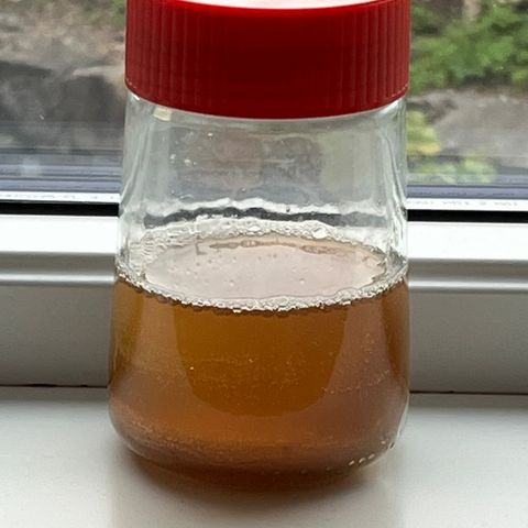 Kombucha SCOBY med 100 ml startervæske