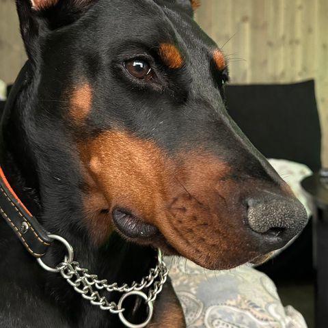 Dobermann tispe