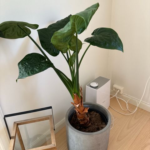 Grønnplante - Alocasia cucullata