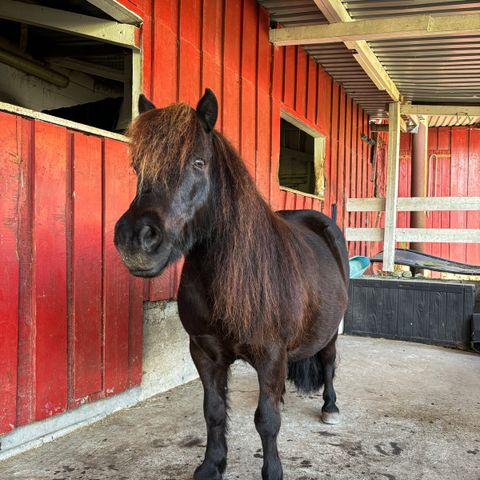 Shetlandsponni søker steller