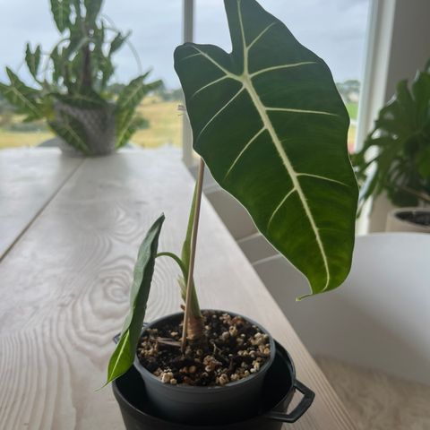 Alocasia ‘Frydek