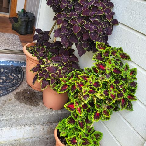 Spragler Coleus