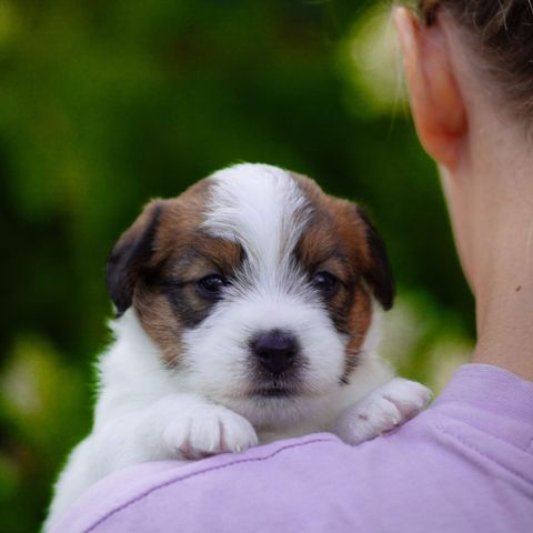 Fôrvert søkes til Jack Russell Terrier tispe