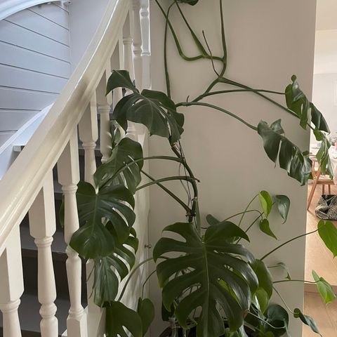 Monstera, stor stueplante